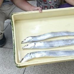 サバ釣りのはずが・・・