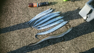 姫路太刀魚