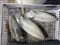 里輝丸 釣果