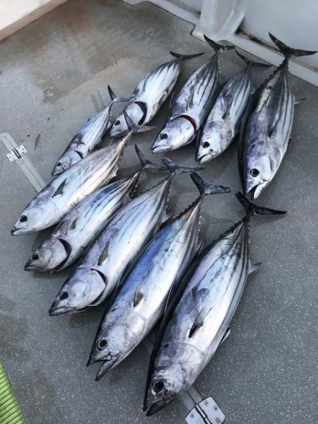 へいみつ丸 釣果