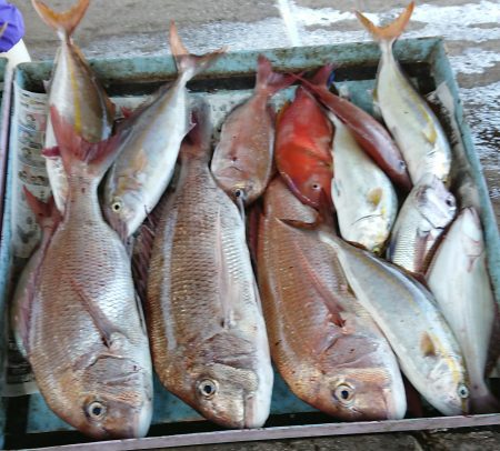 明神釣船 釣果