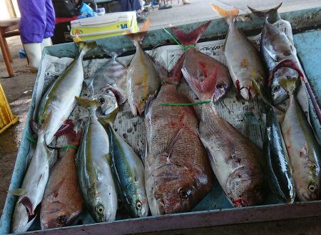 明神釣船 釣果