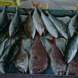 明神釣船 釣果