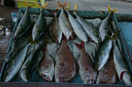 明神釣船 釣果