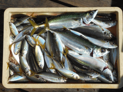 荒川屋 釣果