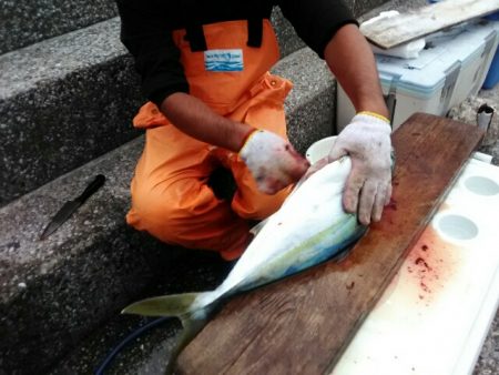 横内丸 釣果