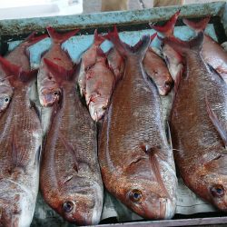 明神釣船 釣果