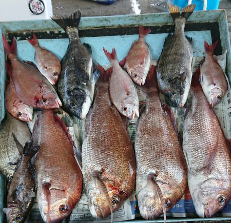 明神釣船 釣果