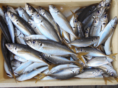 荒川屋 釣果