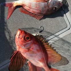 へいみつ丸 釣果