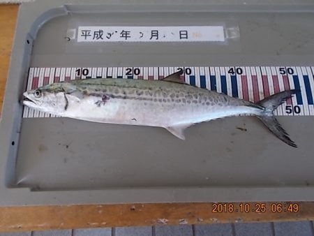 姫路市立遊魚センター 釣果