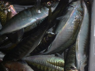 松福丸 釣果