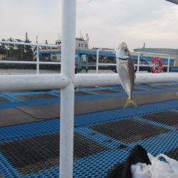 オリジナルメーカー海づり公園(市原市海づり施設) 釣果