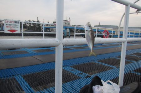 オリジナルメーカー海づり公園(市原市海づり施設) 釣果