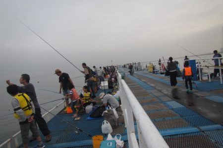 オリジナルメーカー海づり公園(市原市海づり施設) 釣果