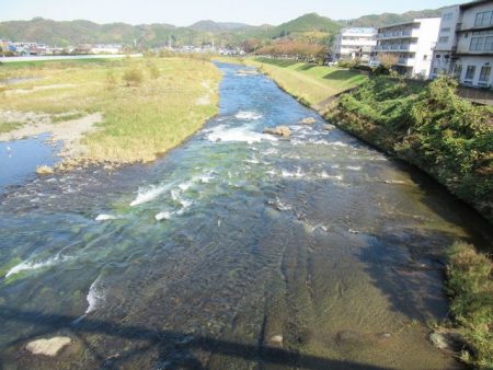 狩野川（狩野川漁業協同組合） 釣果