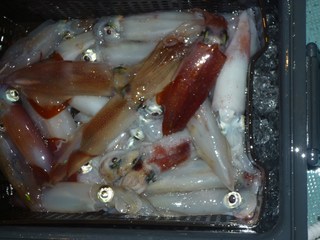 松福丸 釣果