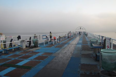 オリジナルメーカー海づり公園(市原市海づり施設) 釣果