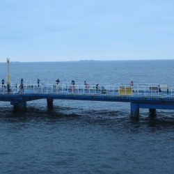 オリジナルメーカー海づり公園(市原市海づり施設) 釣果