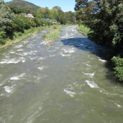 狩野川（狩野川漁業協同組合） 釣果