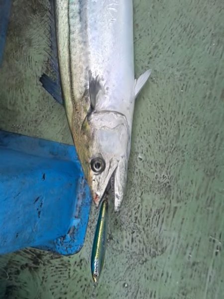 さわ浦丸 釣果