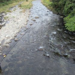 狩野川（狩野川漁業協同組合） 釣果