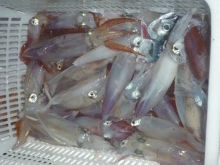 松福丸 釣果