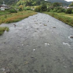 狩野川（狩野川漁業協同組合） 釣果