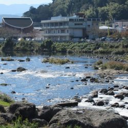 狩野川（狩野川漁業協同組合） 釣果