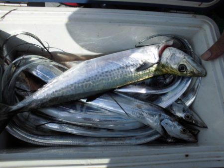 まとばや 釣果