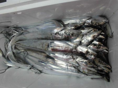 大進丸（愛知） 釣果