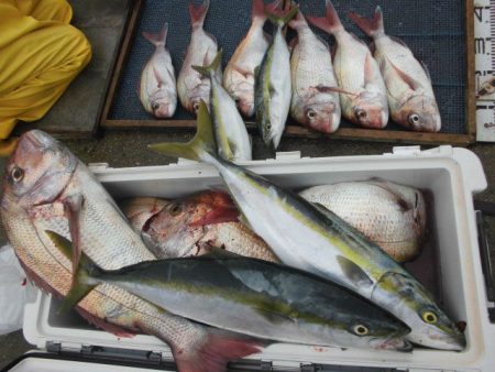 大進丸（愛知） 釣果