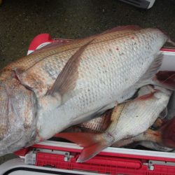 大進丸（愛知） 釣果