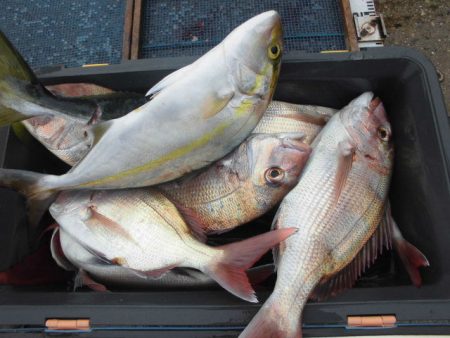 大進丸（愛知） 釣果