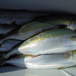 ＨＡＲＵＫＡ丸　はるかまる 釣果