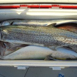 ＨＡＲＵＫＡ丸　はるかまる 釣果