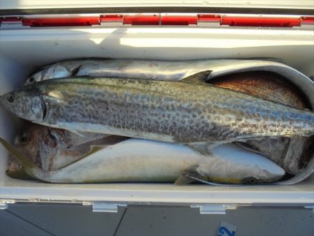 ＨＡＲＵＫＡ丸　はるかまる 釣果