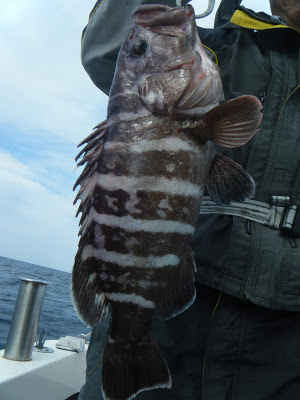 凪紗丸 釣果