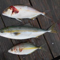 こかわ渡船　雅丸 釣果