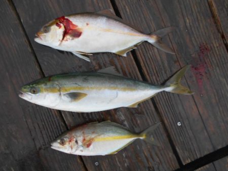 こかわ渡船　雅丸 釣果