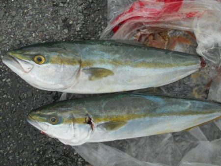 こかわ渡船　雅丸 釣果