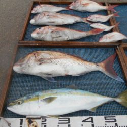 大進丸（愛知） 釣果