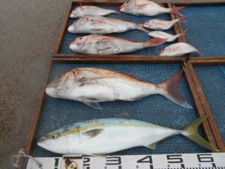 大進丸（愛知） 釣果