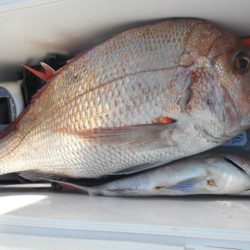 大進丸（愛知） 釣果