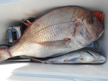 大進丸（愛知） 釣果