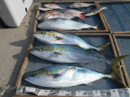 大進丸（愛知） 釣果