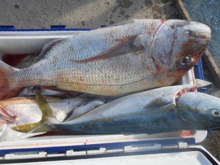 大進丸（愛知） 釣果