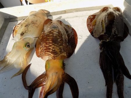 フィッシングボート空風（そらかぜ） 釣果