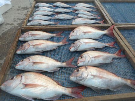 大進丸（愛知） 釣果