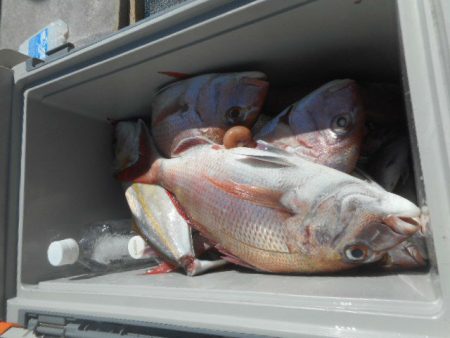 大進丸（愛知） 釣果